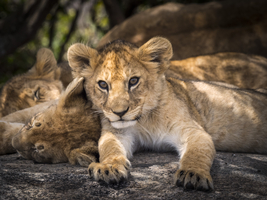 Lion babies lie on rocks, Serengeti, Tanzania