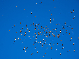 Pelicans circling in the blue sky, Tanzania