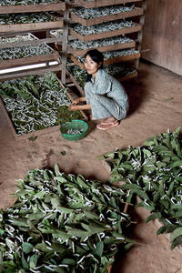 Seidenraupen Farm, Vietnam
