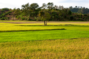 Reisfelder Gelb und Grün, Vietnam