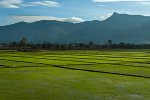 Reisfelder und Berge, Vietnam