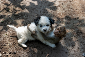 Hund und Affe umarmen sich, Vietnam