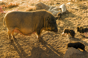Hängebauchschwein mit Jungen, Vietnam