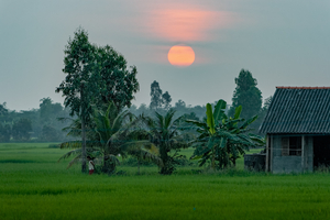 Reisfelder im Mekongdelta am Abend, Sonnenuntergang, Vietnam