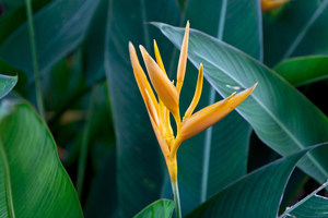 Helikonien (Heliconia) gelbe Blüten und grüne Blätter im Urwald, Vietnam