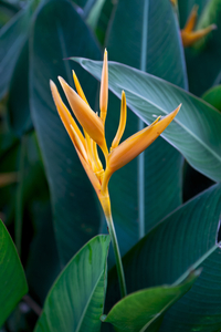 Helikonien (Heliconia) gelbe Blüten und grüne Blätter im Urwald, Vietnam
