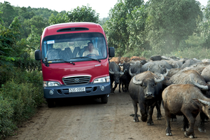 Bus und Wasserbüffel auf Straße, Vietnam