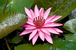Rote Wasserlilien (Nymphaea rubra), Blüte zwischen grünen Blättern, Vietnam