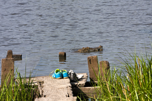 Krokodil am Bootsteeg, Crocodile Lake, Cat-Tien-Nationalpark, Vietnam