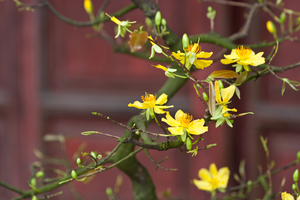 Aprikosenbäumchen mit gelben Blüten, Vietnam