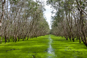 Feuchtgebietswald, Tram Su, Cuu Long Delta Region, Provinz Giang, Vietnam