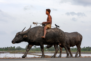 Junge reitet auf Wasserbüffel, Vietnam