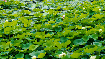 Lotus field with flowers, Yunnan, China