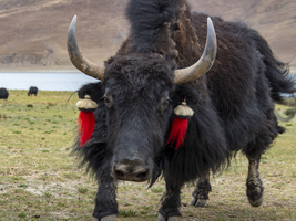 Yak Rind mit Hörnern und roten Bommeln, aggressiver Bulle, Hochland von Tibet, China