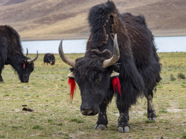 Yak Rind mit Hörnern und roten Bommeln im Hochland von Tibet, China