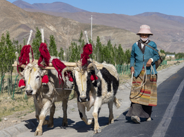 Bäuerin mit bunt geschmückten Rindern, Hochland von Tibet, China