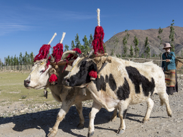 Bäuerin mit bunt geschmückten Rindern, Hochland von Tibet, China