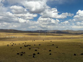 Ebenen mit weidenden Yaks im Hochland von Tibet entlang der Tibet-Bahn, Tibet, China