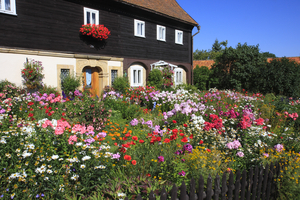 Wild blooming garden, Waltersdorf, Zittau Mountains, Saxony, Germany