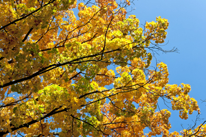 Colorful yellow foliage, Germany