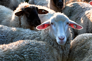 Sheep and flock of sheep, Saxony, Germany