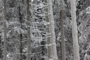 Tree trunks in the winter forest, Saxony, Germany