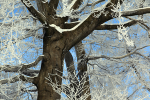 Buchen im Winterwald, Sachsen, Deutschland  Beeches in the winter forest, Saxony, Germany