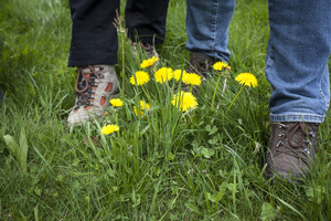 Hiking on a blooming meadow, Saxony, Germany