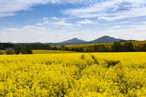 Yellow rapeseed fields and mountains, North Bohemia, Czech