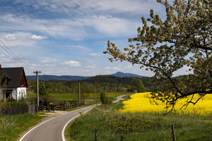 Small road through yellow rapeseed fields, North Bohemia, Czech Republic