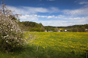 Flower meadow near the village, North Bohemia, Czech Republic