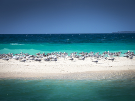 Birds on a sand bank, turquoise sea, Zanzibar, Tanzania, Africa