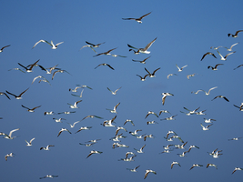 Flock of birds in the blue sky, Zanzibar, Tanzania