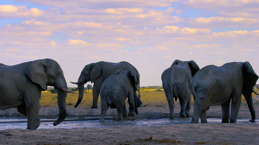Baobab tree against sky with evening sun, Botswana