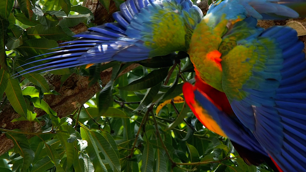 Mountains and canyons with fog and jungle, waterfall, Costa Rica, Central America