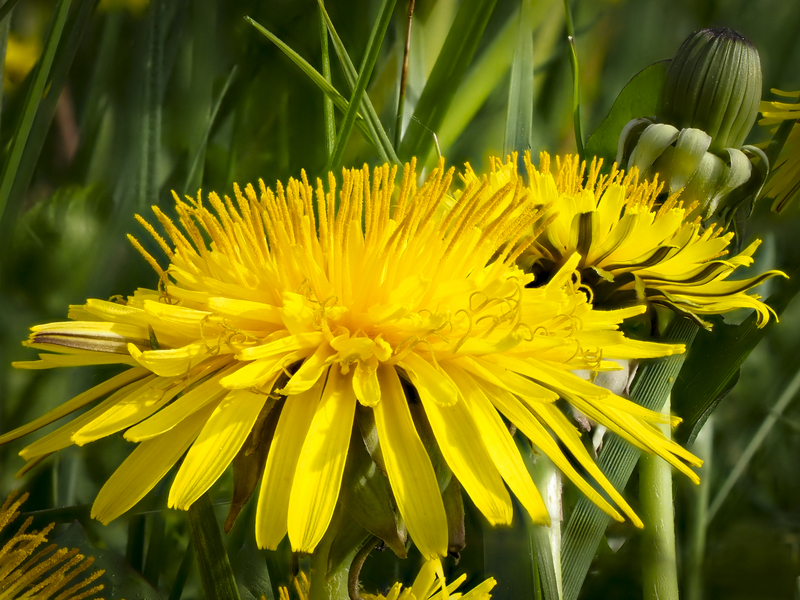 Dandelion blossom, Germany